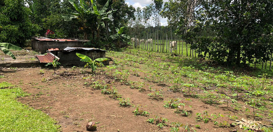 Finca in Guapiles