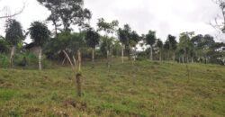 11 Acre Farm for Sale Uvita