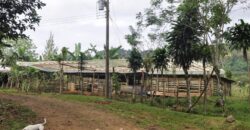 11 Acre Farm for Sale Uvita