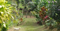 11 Acre Farm for Sale Uvita