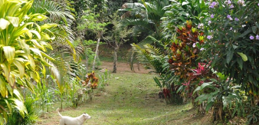 11 Acre Farm for Sale Uvita