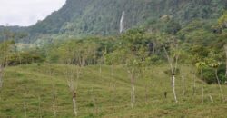 11 Acre Farm for Sale Uvita