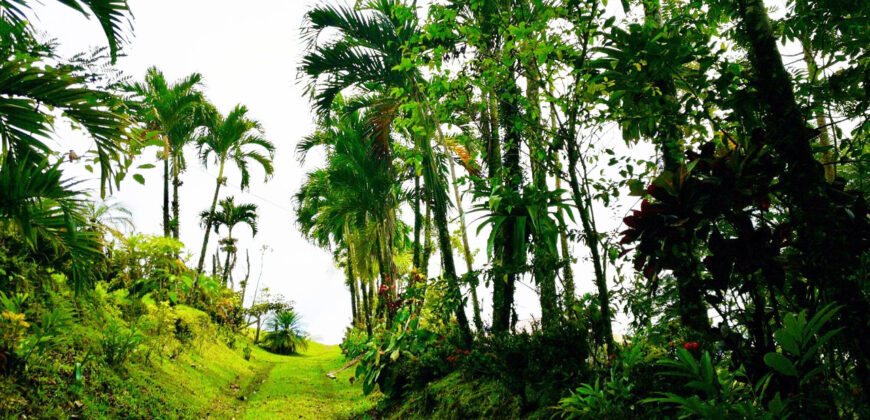 La Tigra, La Fortuna Finca