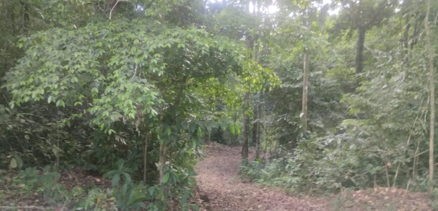 50 Hectare lot in San Antonio de Tulin