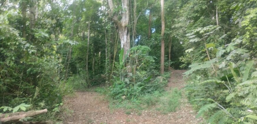 50 Hectare lot in San Antonio de Tulin