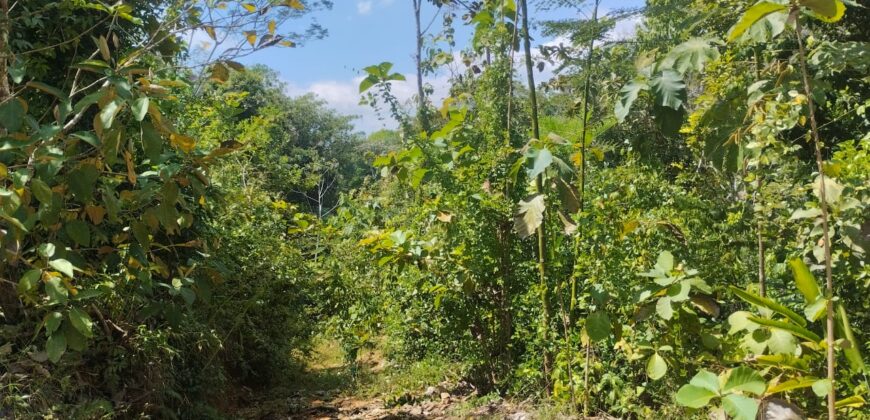 50 Hectare lot in San Antonio de Tulin