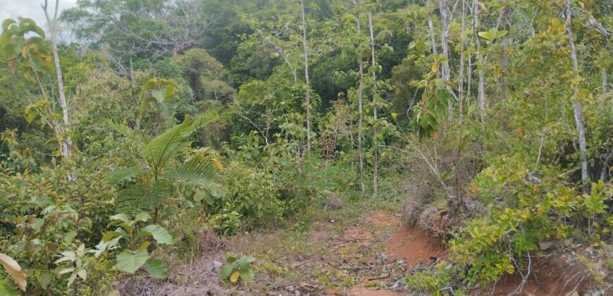 50 Hectare lot in San Antonio de Tulin